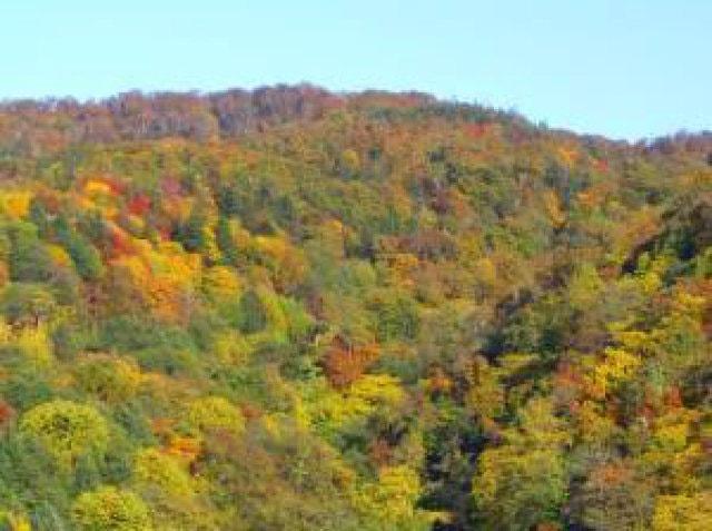 【紅葉・見ごろ】ウルベシ橋