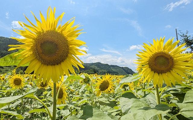 上郷町のひまわり畑