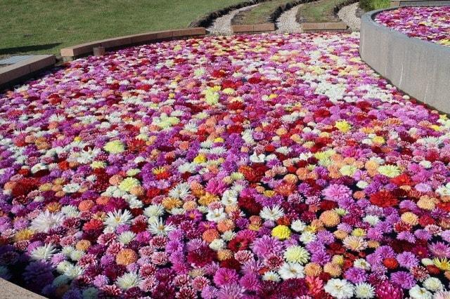 淡路島国営明石海峡公園　ぷかぷかダリア