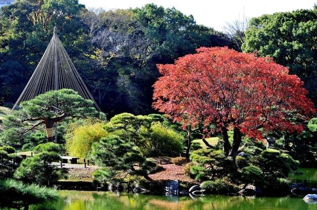 【紅葉・見ごろ】清澄庭園