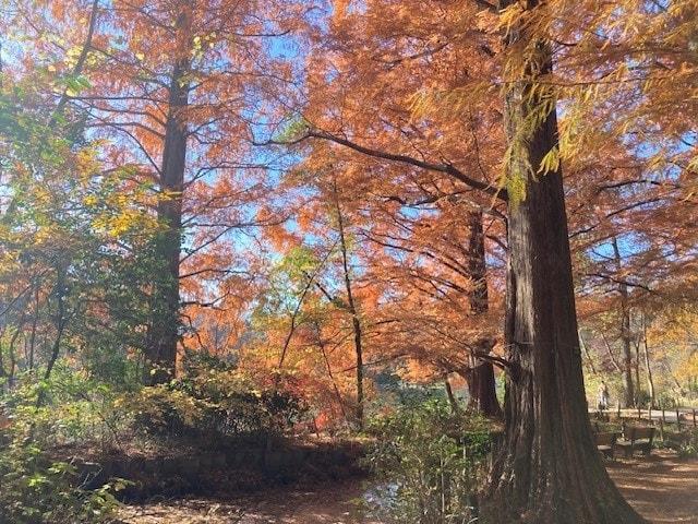 【紅葉・見ごろ】石神井公園