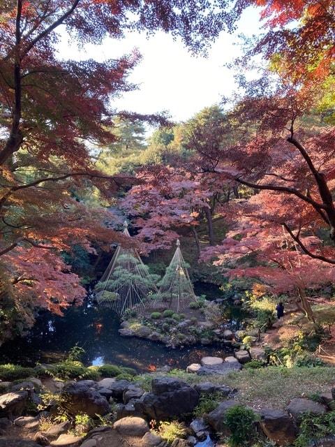 【紅葉・見ごろ】殿ヶ谷戸庭園