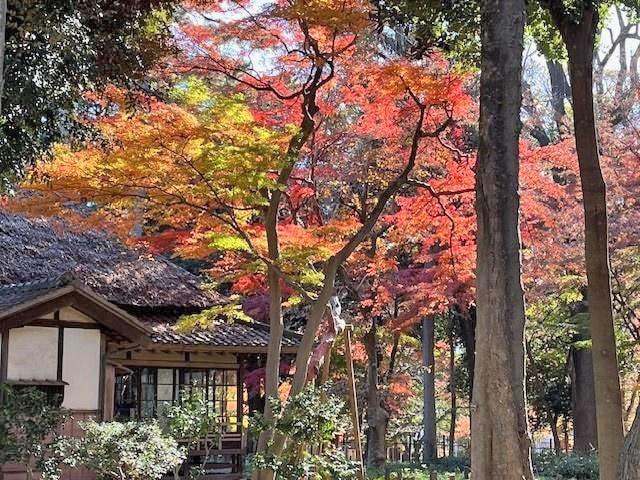 【紅葉・見ごろ】蘆花恒春園