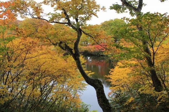 【紅葉・見ごろ】善神沼