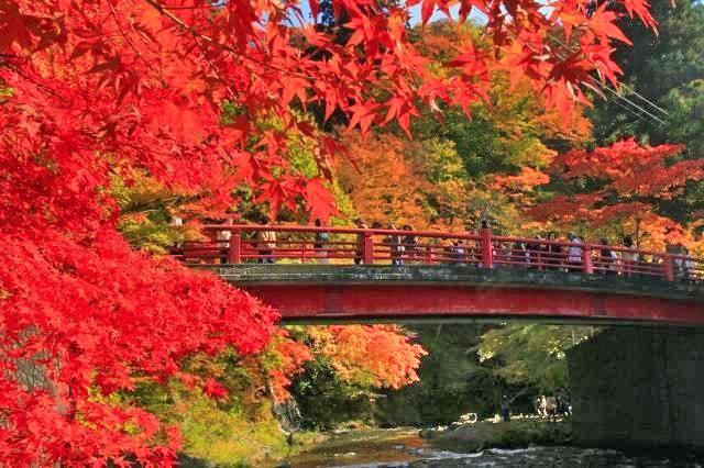 【紅葉・見ごろ】中野もみじ山