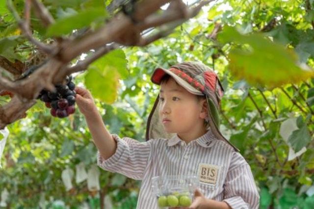 アッシーリス ぶどうフェスタ！2025 摘んで、味わう in 茨城県結城市