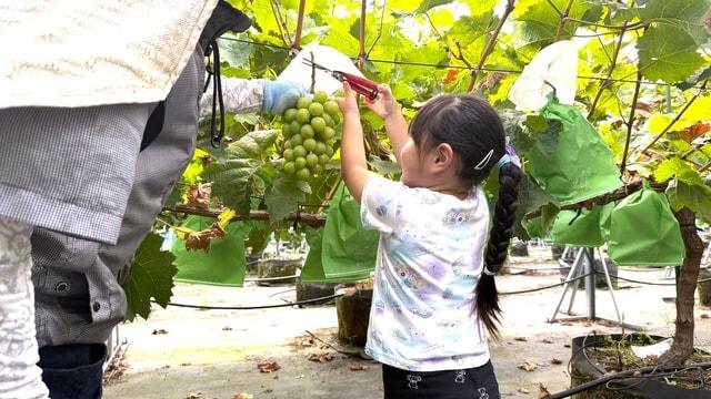 ぶどう園で選ぶ、この夏だけの一房 木熟ぶどう収穫体験