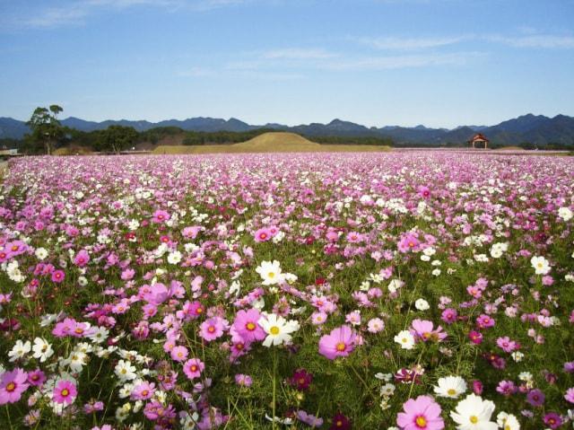【花・見ごろ】西都原古墳群 コスモス