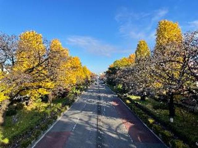 【紅葉・見ごろ】大学通り