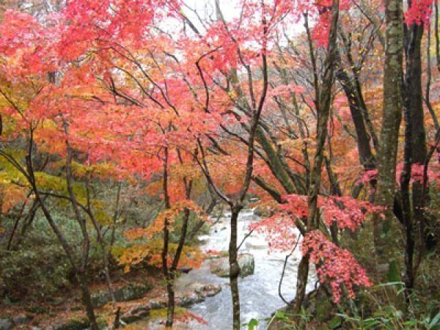 【紅葉・見ごろ】鹿又川渓谷