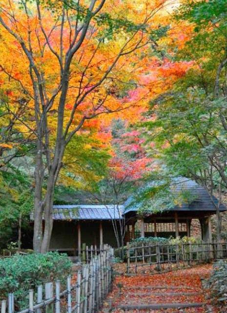 【紅葉・見ごろ】七沢森林公園