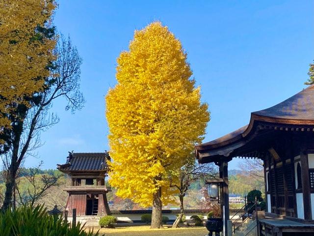 【紅葉・見ごろ】西身延 妙本寺
