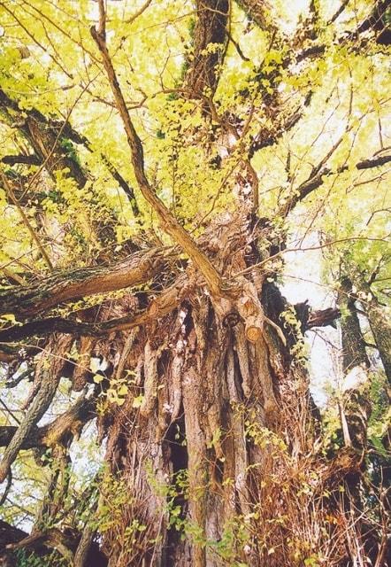 【紅葉・見ごろ】上高野山の乳下がり大イチョウ