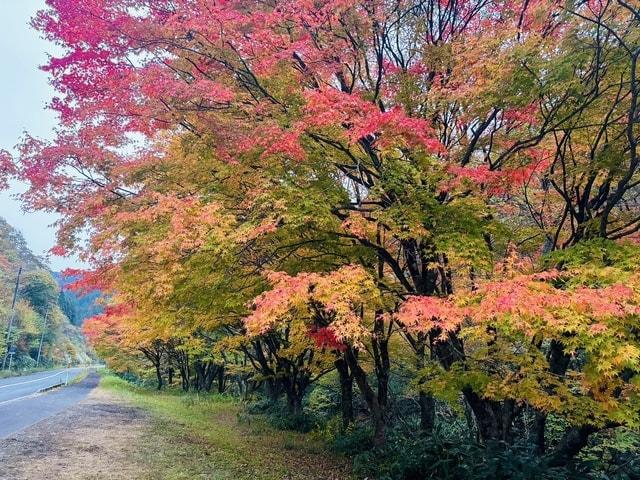 【紅葉・見ごろ】比婆山連峰
