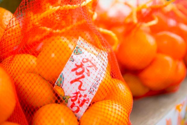 湯河原温泉　みかん狩り
