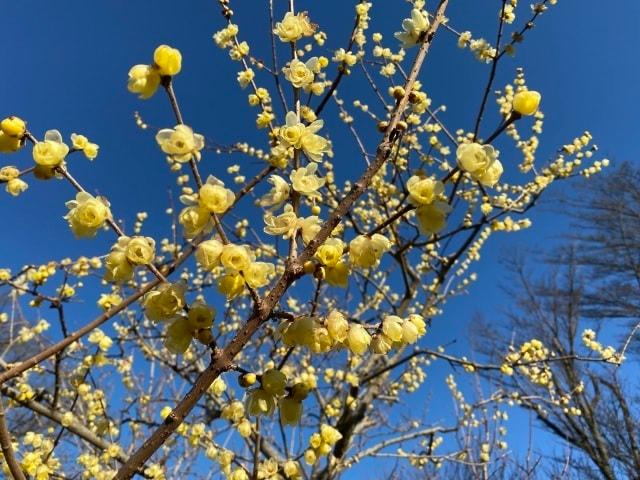 【花・見ごろ】郷土の森 ロウバイ