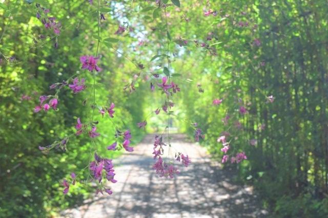 【花・見ごろ】郷土の森 ハギ