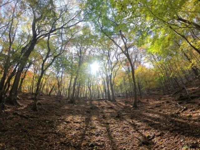 誰も知らない　裏佐土原ルートで登る由布岳