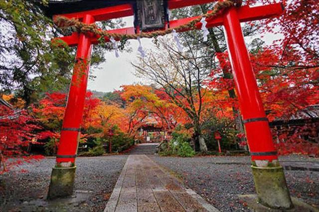 鍬山神社　紅葉ライトアップ