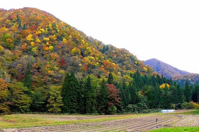 【紅葉・見ごろ】若生
