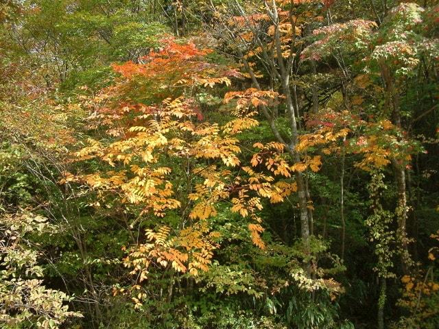 【紅葉・見ごろ】上岩戸