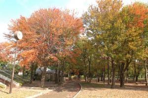 【紅葉・見ごろ】豊橋総合動植物公園　ハナノキ