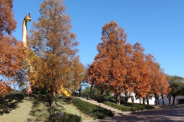 【紅葉・見ごろ】豊橋総合動植物公園 メタセコイア