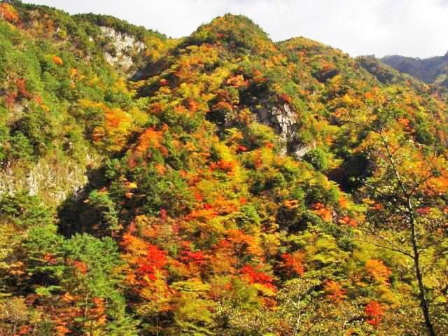 【紅葉・見ごろ】竜ヶ岳