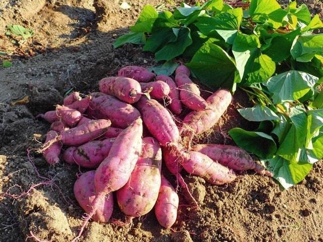 自然で婚カツ～さつまいも収穫体験～