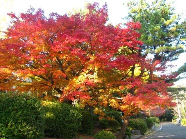 【紅葉・見ごろ】野岳湖公園