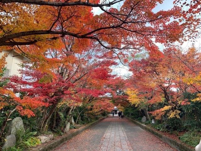 【紅葉・見ごろ】龍福寺