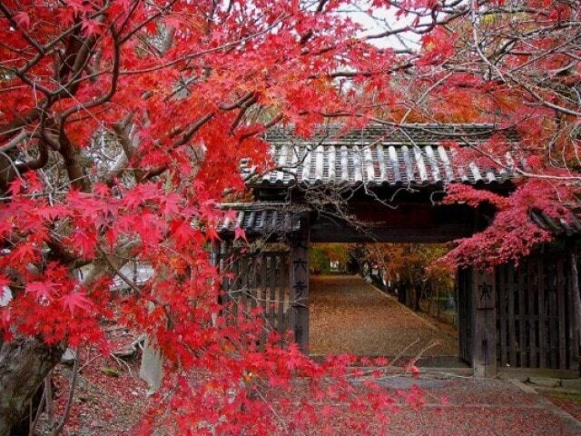 【紅葉・見ごろ】丈六寺