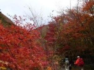 【紅葉・見ごろ】毛無山