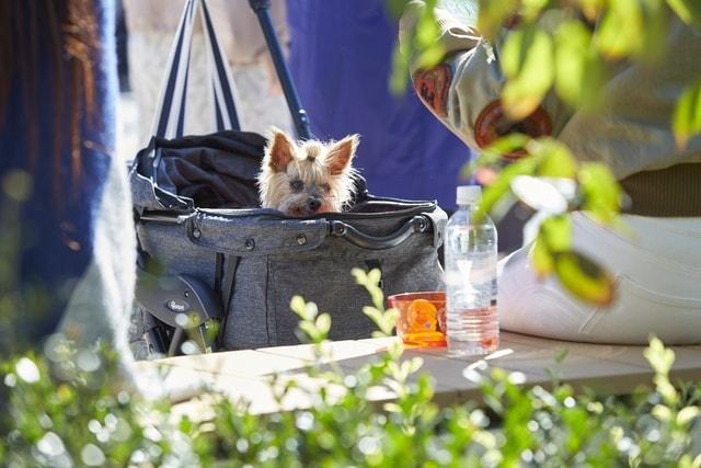 ふかや花園プレミアム・アウトレット　お得な秋物セールとDOG DAYS