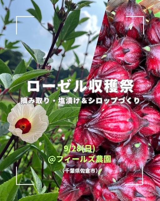 ローゼル収穫祭