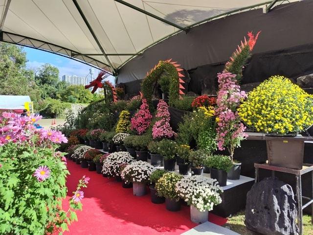 広島城大菊花展
