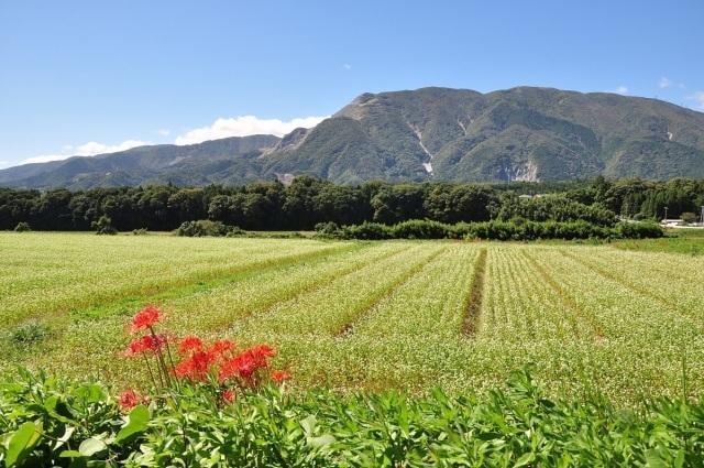 【紅葉・見ごろ】藤原岳