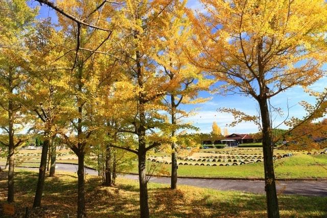 【紅葉・見ごろ】伊坂ダム