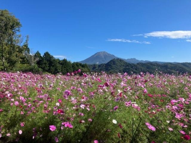秘密の花園～コスモス編～