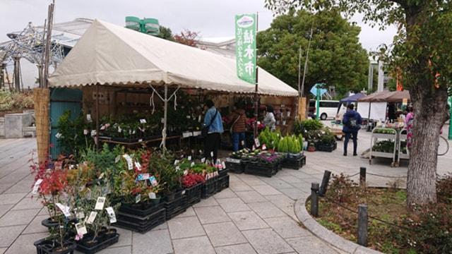 秋の植木市（八幡屋公園）