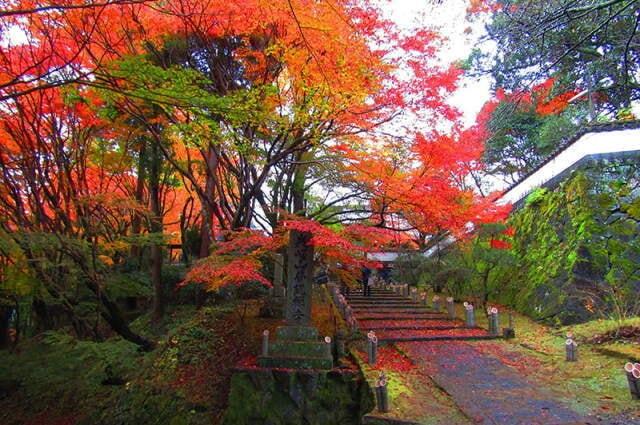 【紅葉・見ごろ】普現寺