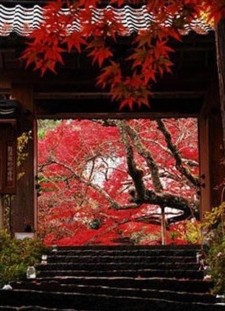 【紅葉・見ごろ】神藏寺