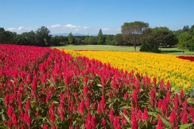 【花・見ごろ】国営武蔵丘陵森林公園　羽毛ゲイトウ
