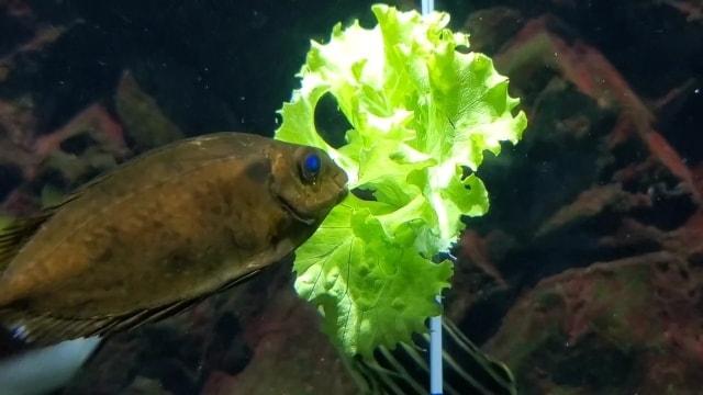 うみがたりガーデン2025