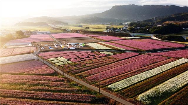 三光コスモス祭り2025