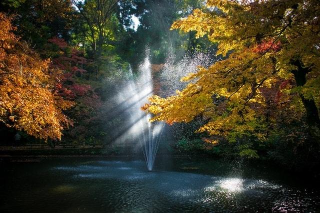 【紅葉・見ごろ】加茂山公園