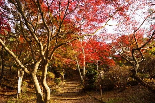 【紅葉・見ごろ】丸山公園
