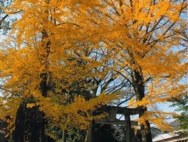 【紅葉・見ごろ】筏津大歳神社