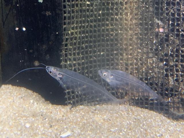 泳ぐ幽霊！？魚たちのハロウィーンパーティー