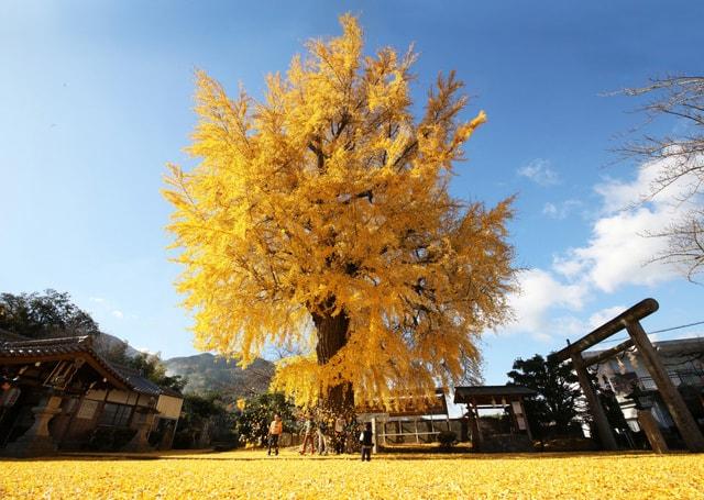 【紅葉・見ごろ】丹生酒殿神社
